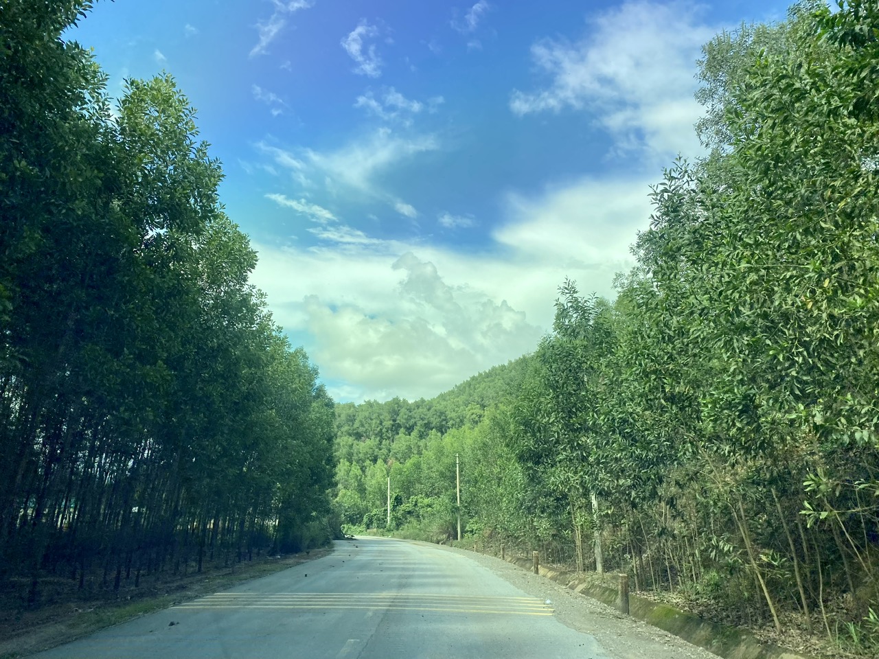 Nông dân Gia Lai nâng cao hiệu quả từ việc bón phân cho rừng trồng cây keo lai