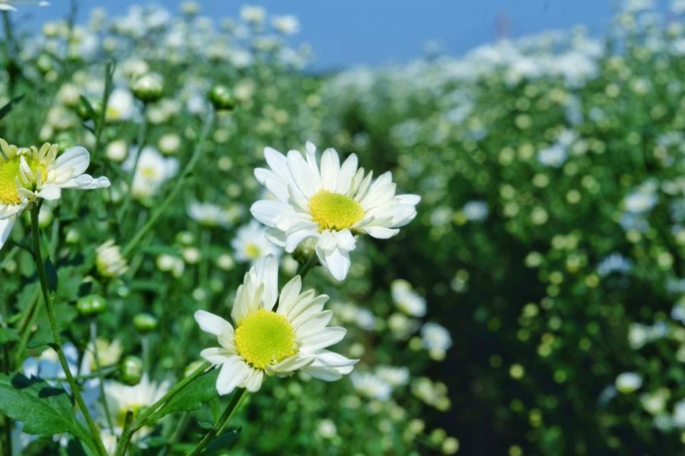 Tử vi ngày 3/11/2025 của 12 cung hoàng đạo: Bạch Dương cần chú ý thời gian nghỉ ngơi