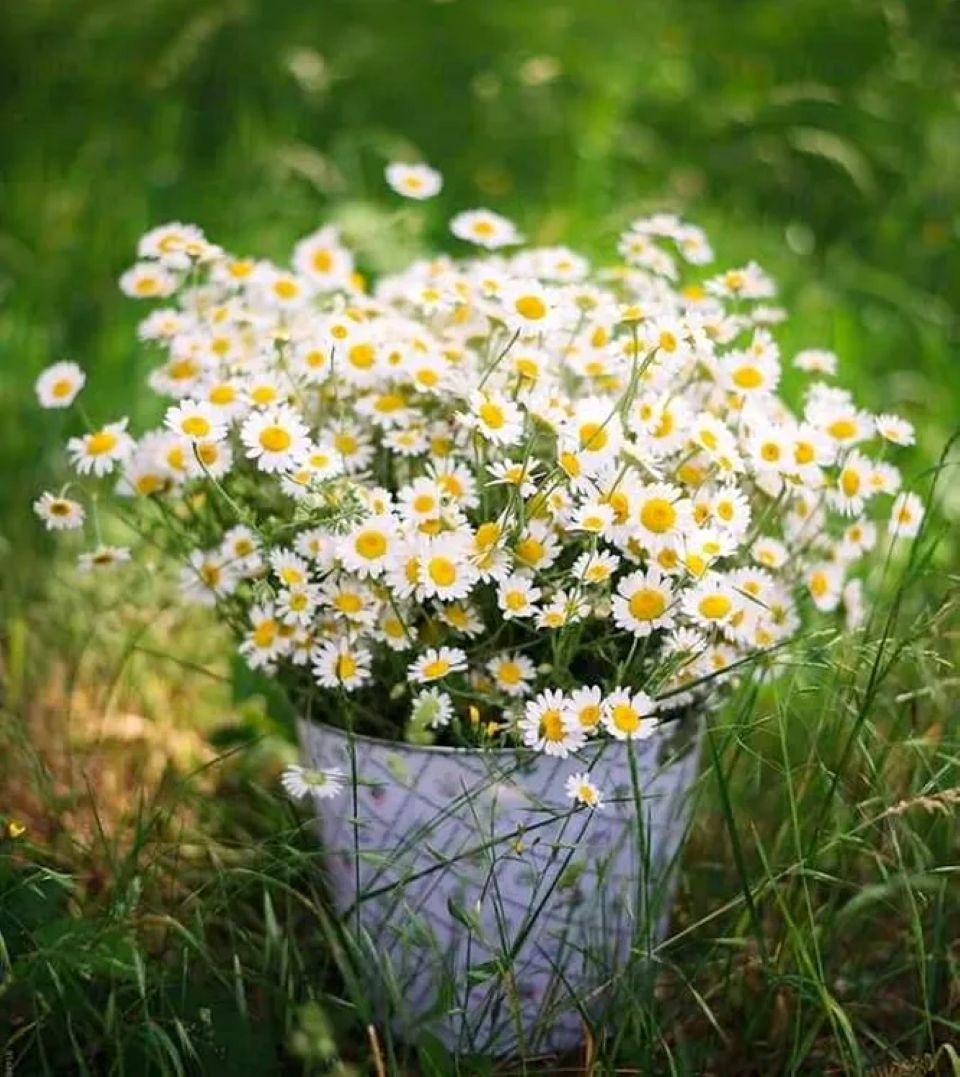 Tử vi ngày 3/11/2025 của 12 cung hoàng đạo: Bạch Dương cần chú ý thời gian nghỉ ngơi