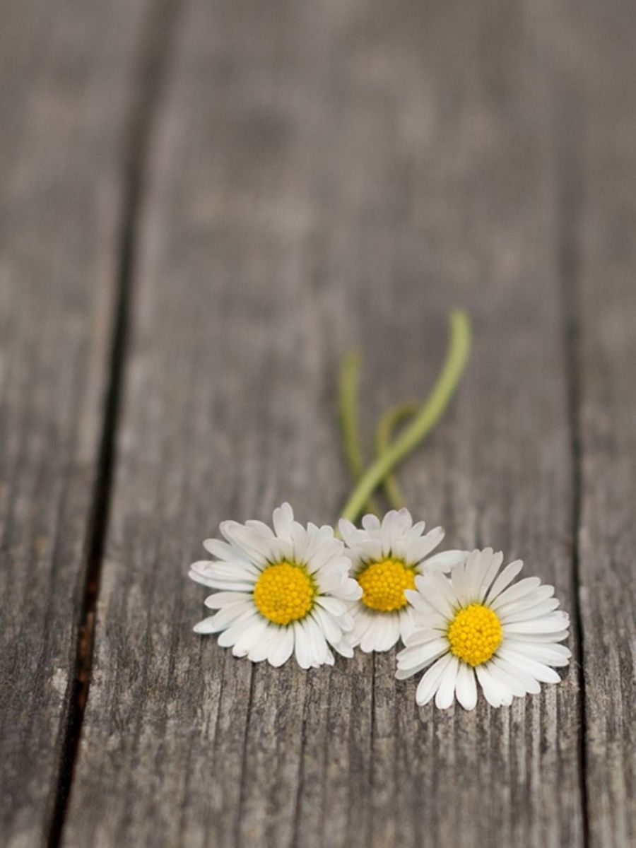 Tử vi ngày 3/11/2025 của 12 cung hoàng đạo: Bạch Dương cần chú ý thời gian nghỉ ngơi