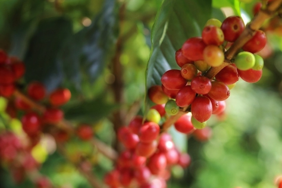 Giá nông sản ngày 2/11/2025: Cà phê tăng vọt 1.500 Đồng/kg