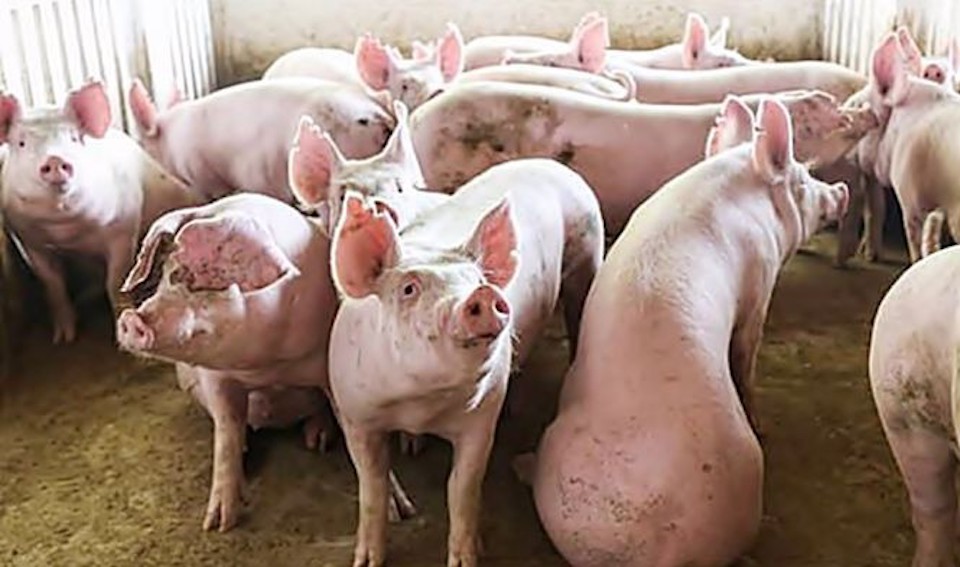 Giá heo hơi ngày 2/11/2025: Miền Bắc và miền Trung đồng loạt giảm sâu, có nơi chạm đáy 49.000 đồng/kg