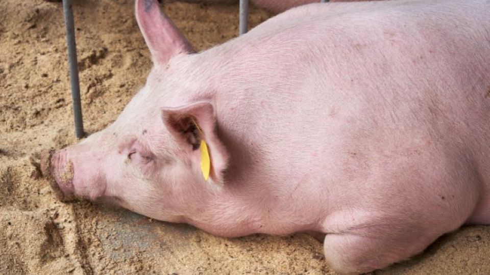 Giá heo hơi ngày 4/11/2025: Đi ngang trên cả 3 miền