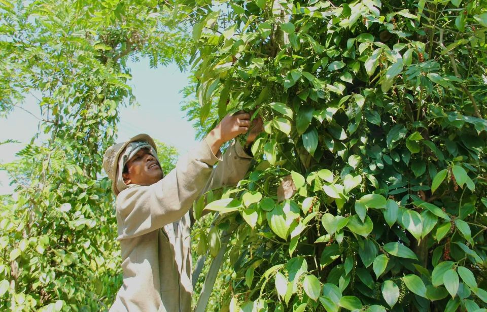 Giá nông sản ngày 4/11/2025: Cà phê và hồ tiêu cùng bật tăng