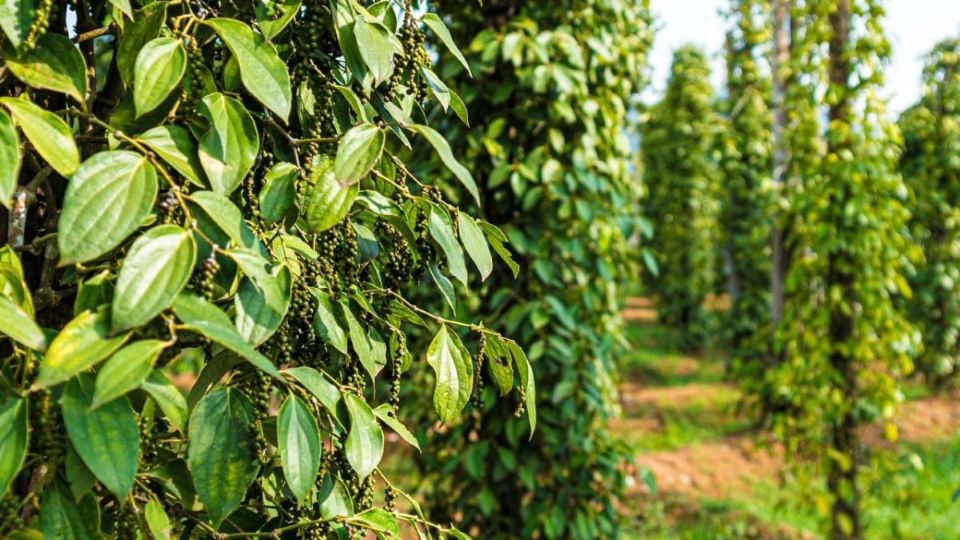 Giá nông sản ngày 5/11/2025: Cà phê bật tăng mạnh, hồ tiêu giảm nhẹ