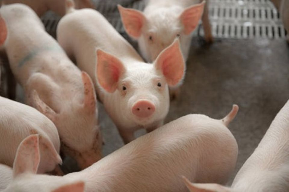 Giá heo hơi ngày 6/11/2025: Đi xuống tại nhiều địa phương