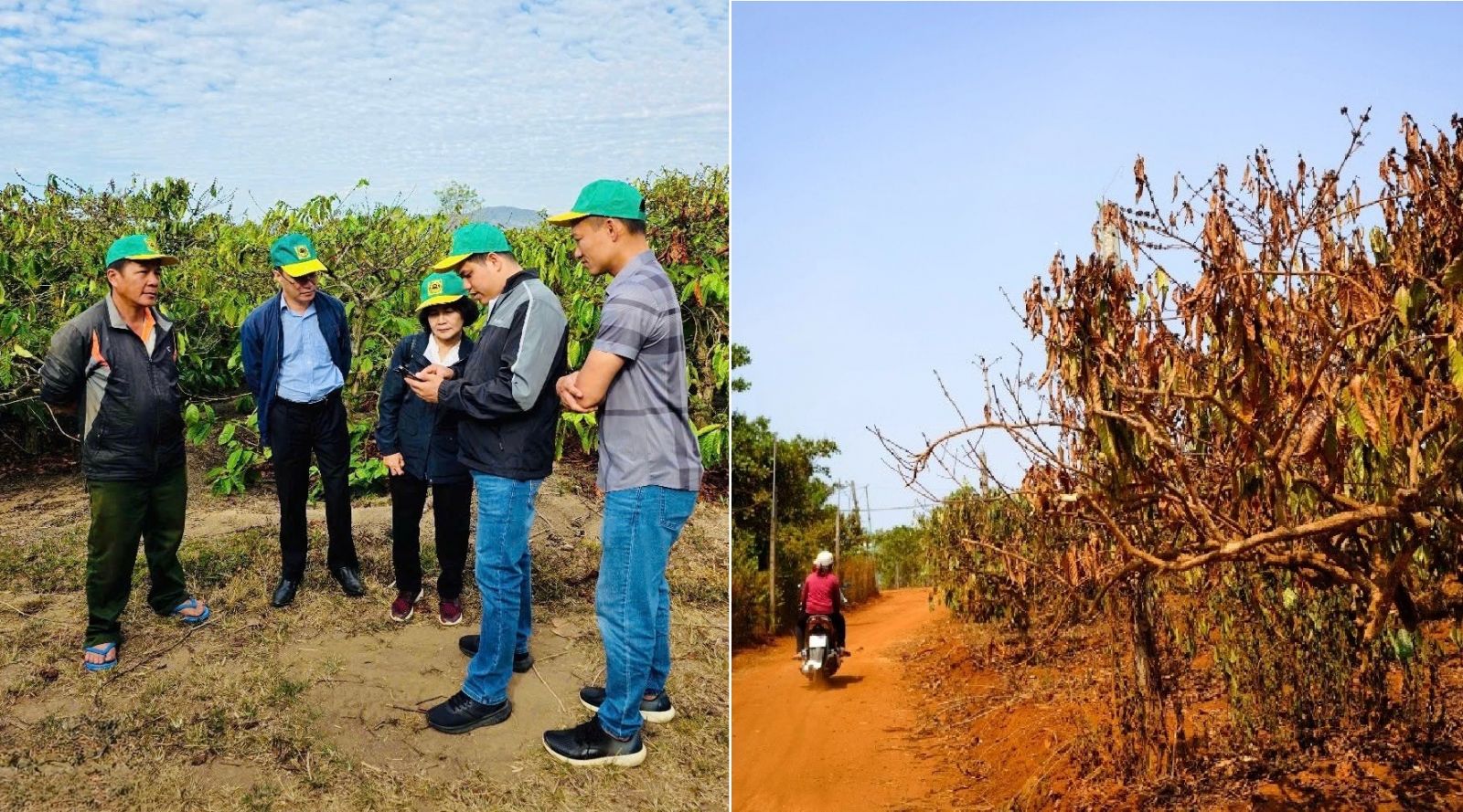 Cà phê Việt Nam trước biến đổi khí hậu: Thách thức và giải pháp thích ứng