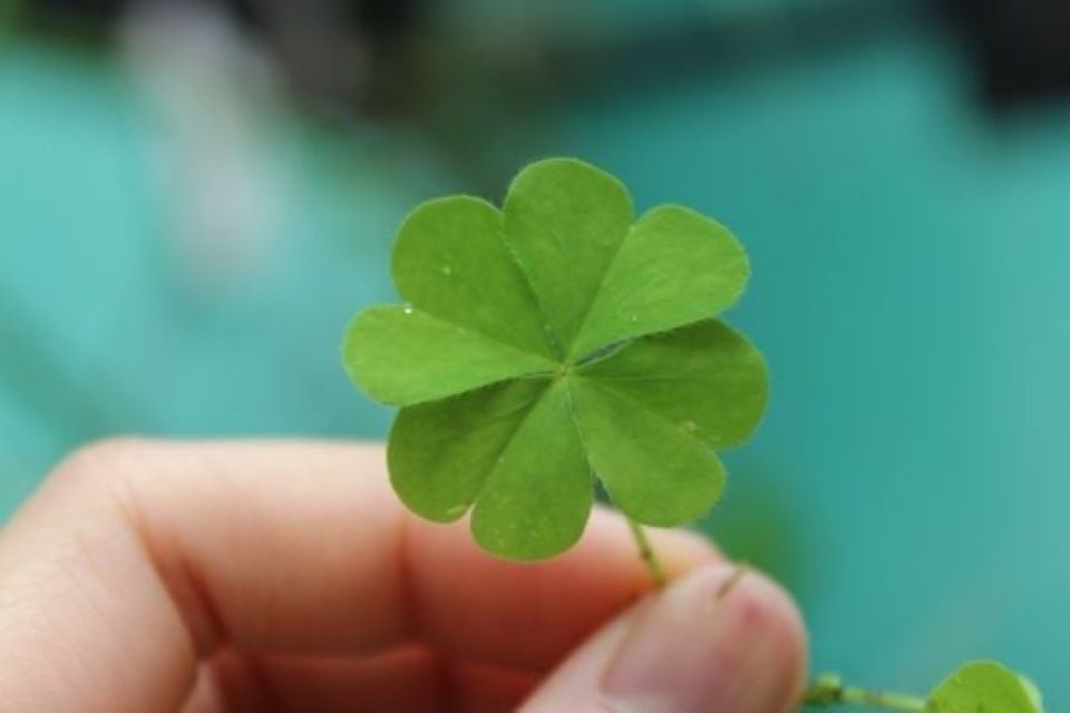 Tử vi ngày 8/11/2025 của 12 cung hoàng đạo: Cự Giải tài lộc khá tốt