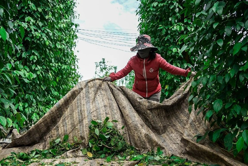 Giá nông sản ngày 8/11/2025: Cà phê giảm mạnh, hồ tiêu ổn định