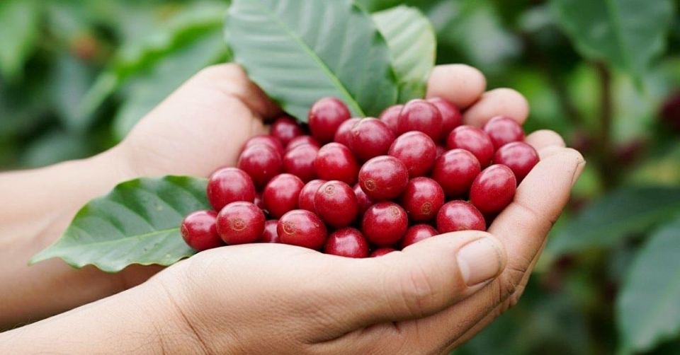 Giá nông sản ngày 10/11/2025: Cà phê và hồ tiêu cùng đi ngang