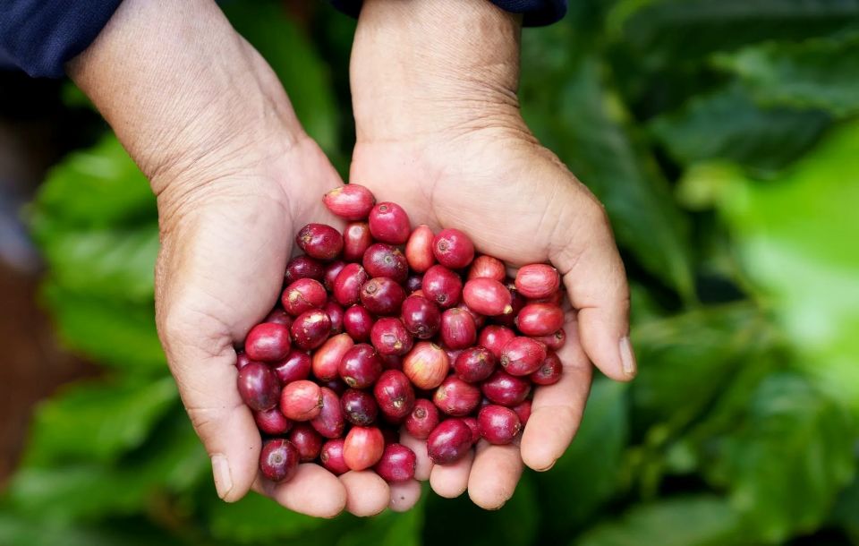 Giá nông sản ngày 11/11/2025: Cà phê tăng nhẹ, hồ tiêu ổn định