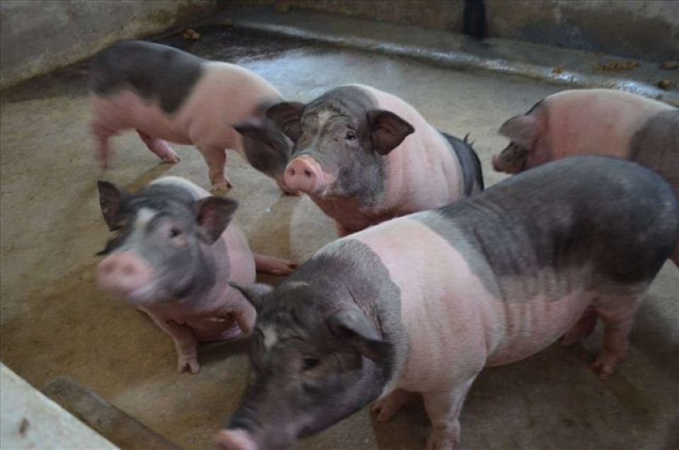 Giá heo hơi ngày 12/11/2025: Tiếp tục giảm nhẹ trên cả 3 miền