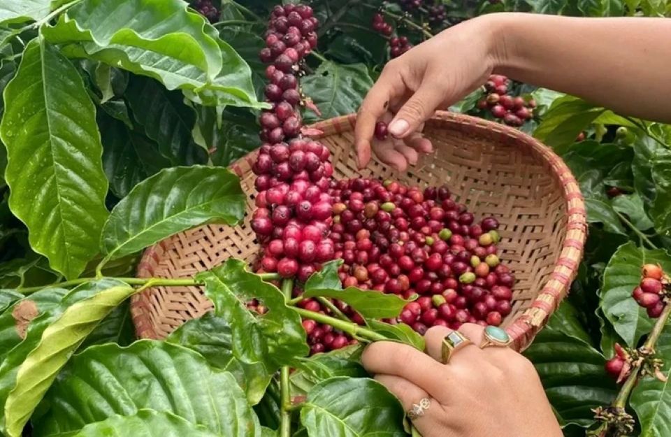 Giá nông sản ngày 12/11/2025: Cà phê giảm mạnh, hồ tiêu ổn định ở mức cao