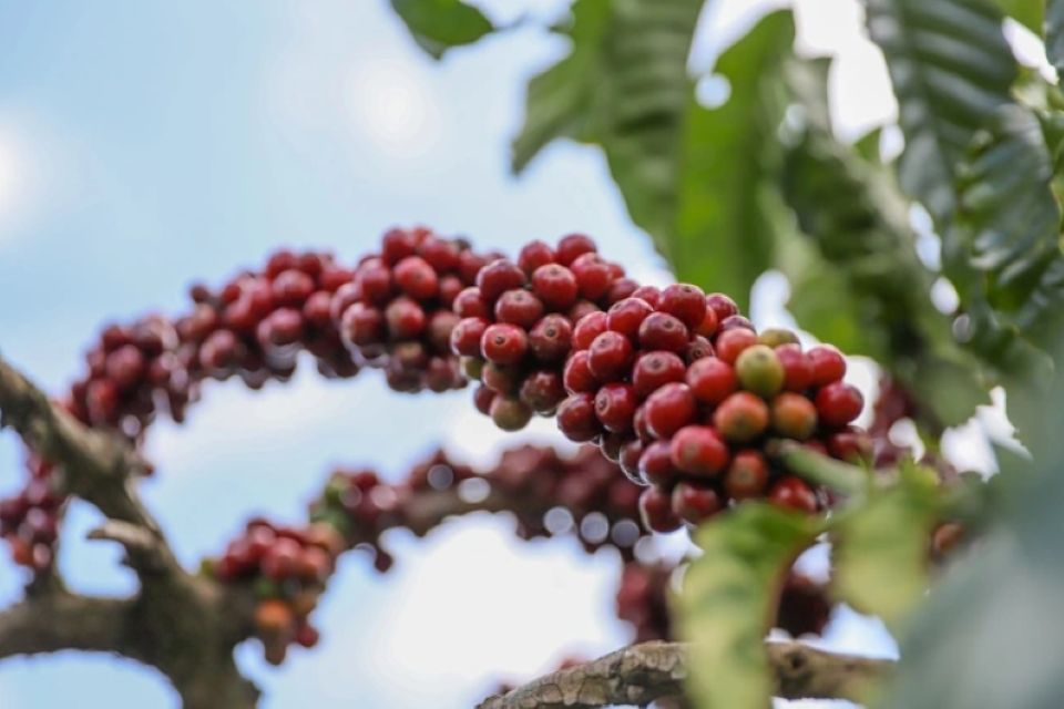 Giá nông sản ngày 13/11/2025: Cà phê và hồ tiêu cùng giảm nhẹ