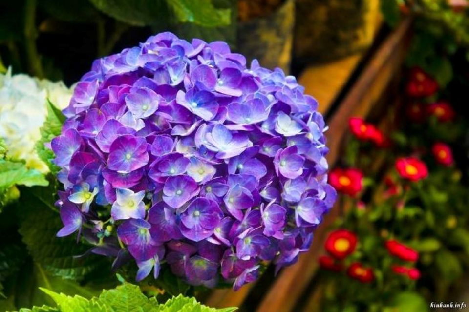 Tử vi ngày 15/11/2025 của 12 cung hoàng đạo: Công việc của Song Ngư thăng tiến vượt bậc