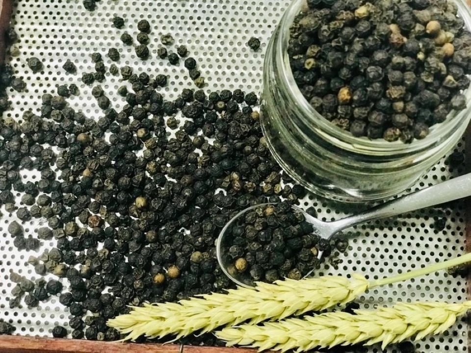 Giá nông sản ngày 14/11/2025: Cà phê lao dốc, hồ tiêu giảm nhẹ