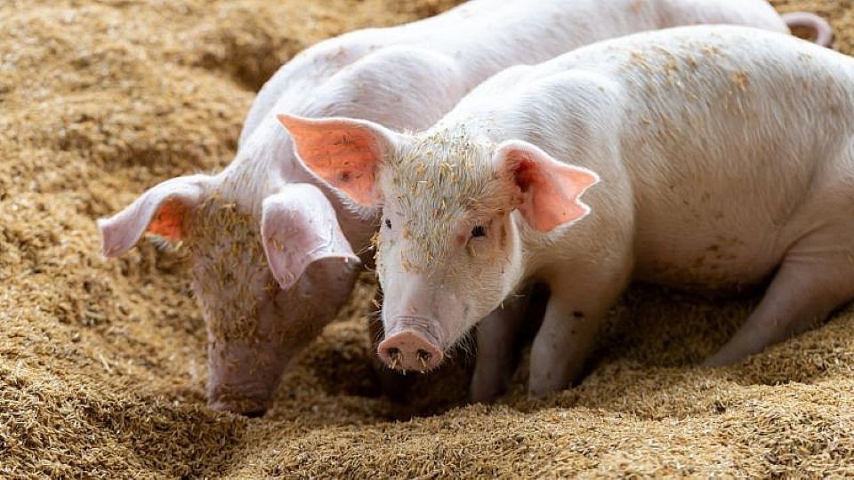 Giá heo hơi ngày 15/11/2025: Đi ngang trên cả nước