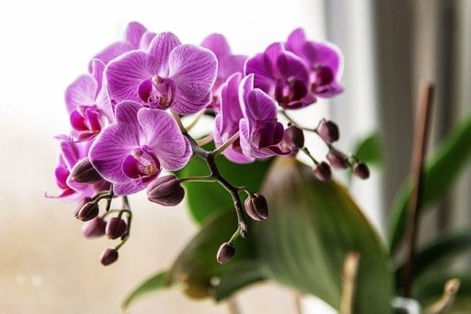 Tử vi ngày 17/11/2025 của 12 cung hoàng đạo: Thiên Bình tình hình tài chính ổn định