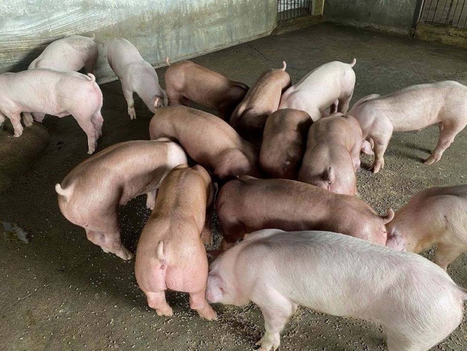 Giá heo hơi ngày 17/11/2025: Đà tăng trở lại tại miền Bắc