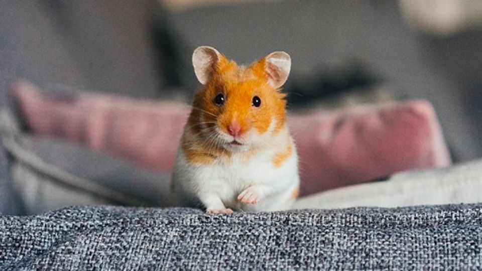 Con số may mắn tài lộc ngày 20/11/2025 của 12 con giáp