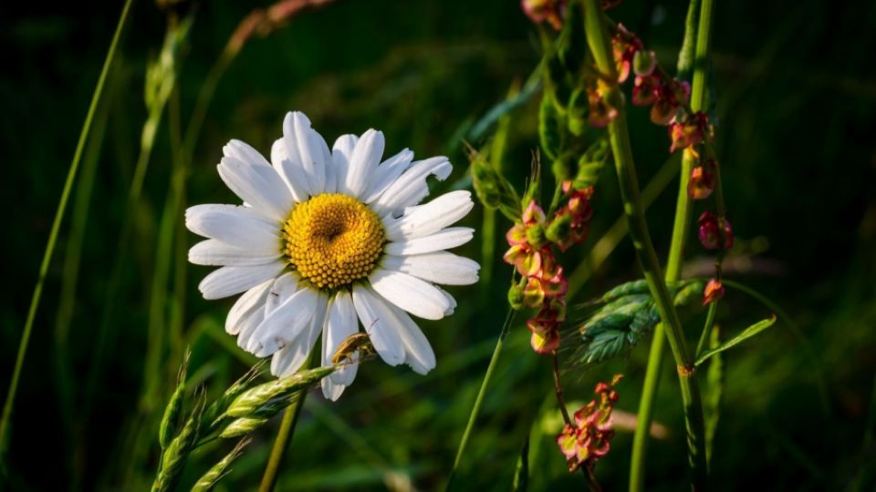 Tử vi ngày 20/11/2025 của 12 cung hoàng đạo: Ma Kết có nhiều tin vui về tài chính