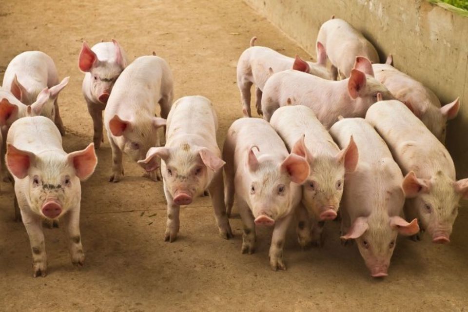 Giá heo hơi ngày 21/11/2025: Tiếp tục tăng trên cả nước