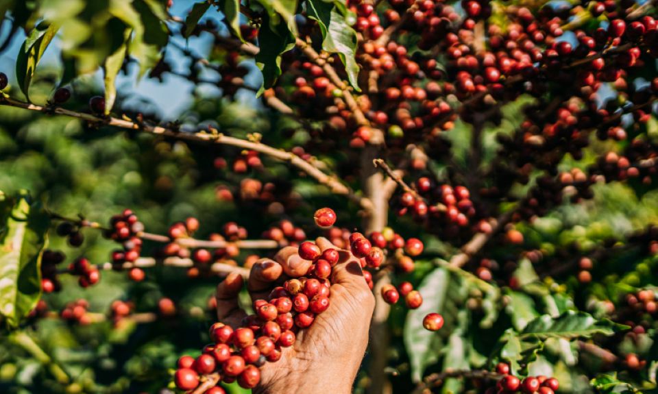 Giá nông sản ngày 22/11/2025: Cà phê và hồ tiêu cùng tăng mạnh