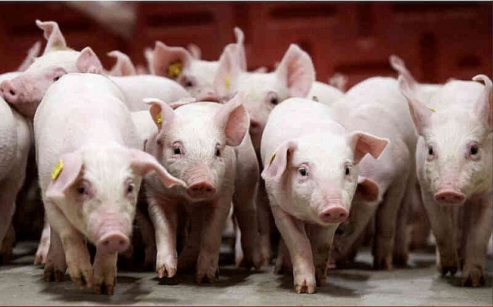 Giá heo hơi ngày 25/11/2025: Đồng loạt tăng