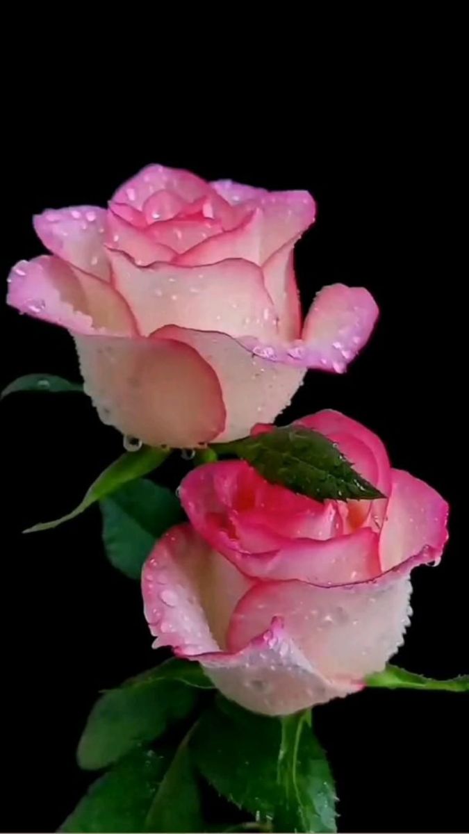 Tử vi ngày 26/11/2025 của 12 cung hoàng đạo: Xử Nữ tài chính khá tốt