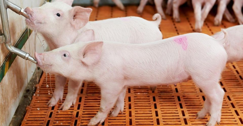 Giá heo hơi ngày 27/11/2025: Tiếp tục tăng tại miền Trung