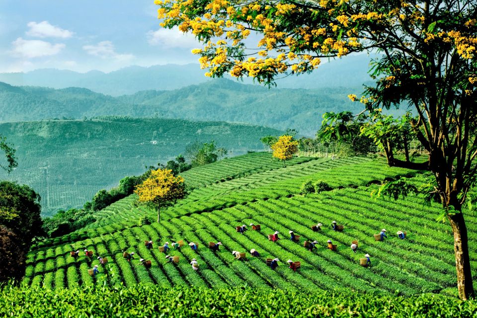 Lễ hội Trà Quốc tế 2025: Chuỗi hoạt động độc đáo kết hợp văn hóa và động lực phát triển ngành trà