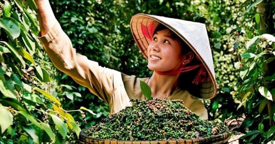 Giá nông sản ngày 1/12/2025: Cà phê và hồ tiêu neo ở mức cao