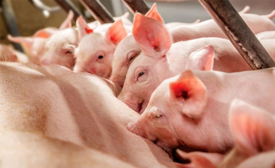 Giá heo hơi ngày 2/12/2025: Duy trì xu hướng tăng, miền Bắc chạm 57.000 đồng/kg