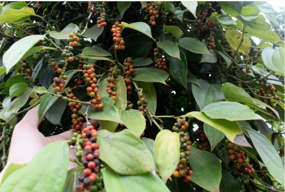 Giá nông sản ngày 3/12/2025: Cà phê và hồ tiêu cùng giảm mạnh