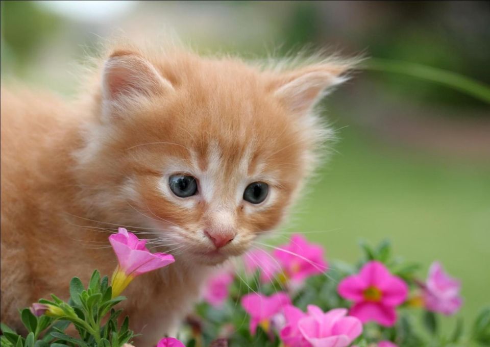 Tử vi ngày 4/12/2025 của 12 cung hoàng đạo: Bảo Bình tài chính ổn định