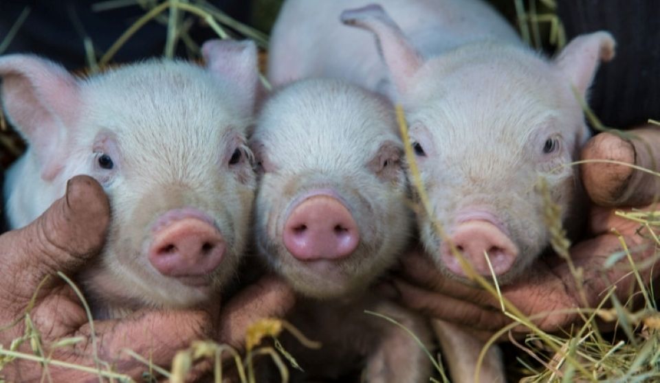 Giá heo hơi ngày 4/12/2025: Tiếp tục tăng mạnh, miền Bắc chạm mốc 60.000 đồng/kg