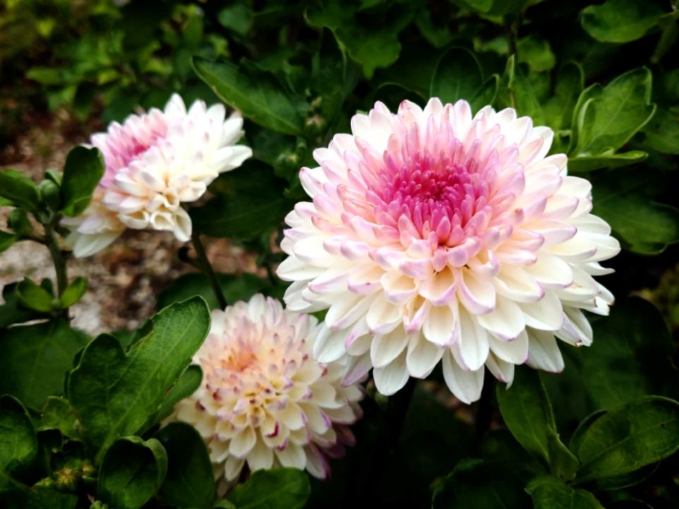 Tử vi ngày 6/12/2025 của 12 cung hoàng đạo: Bạch Dương tài chính chưa thuận lợi