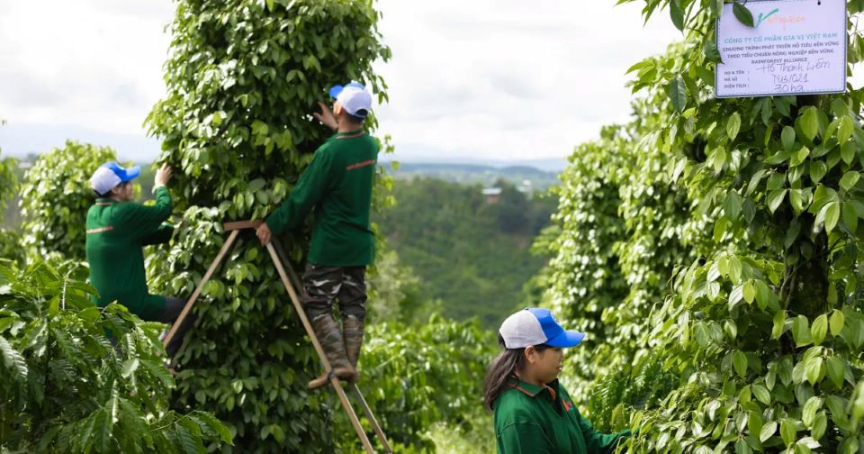 Giá nông sản ngày 7/12/2025: Hồ tiêu tăng nhẹ, cà phê ổn định