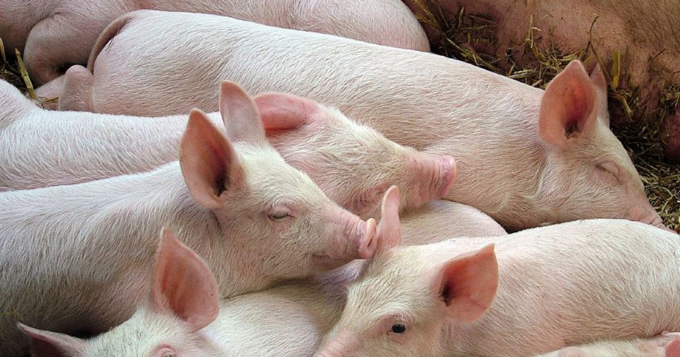 Giá heo hơi ngày 8/12/2025: Tiếp tục tăng mạnh trên cả ba miền