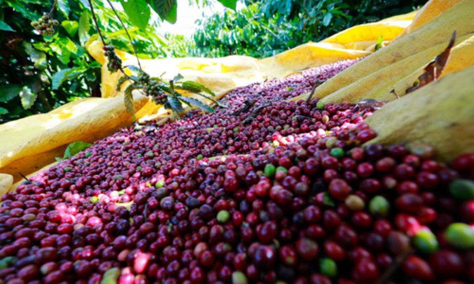 Giá nông sản ngày 12/12/2025: Cà phê tăng nhẹ, hồ tiêu ổn định ở ngưỡng cao