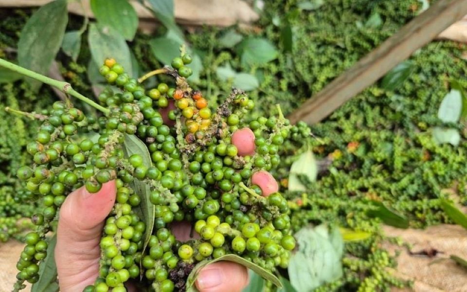 Giá nông sản ngày 12/12/2025: Cà phê tăng nhẹ, hồ tiêu ổn định ở ngưỡng cao