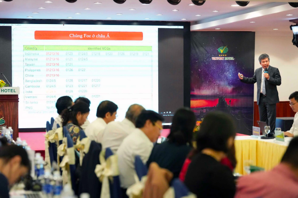 Đột phá giải pháp phòng trừ bệnh héo vàng, nâng tầm ngành chuối Việt Nam