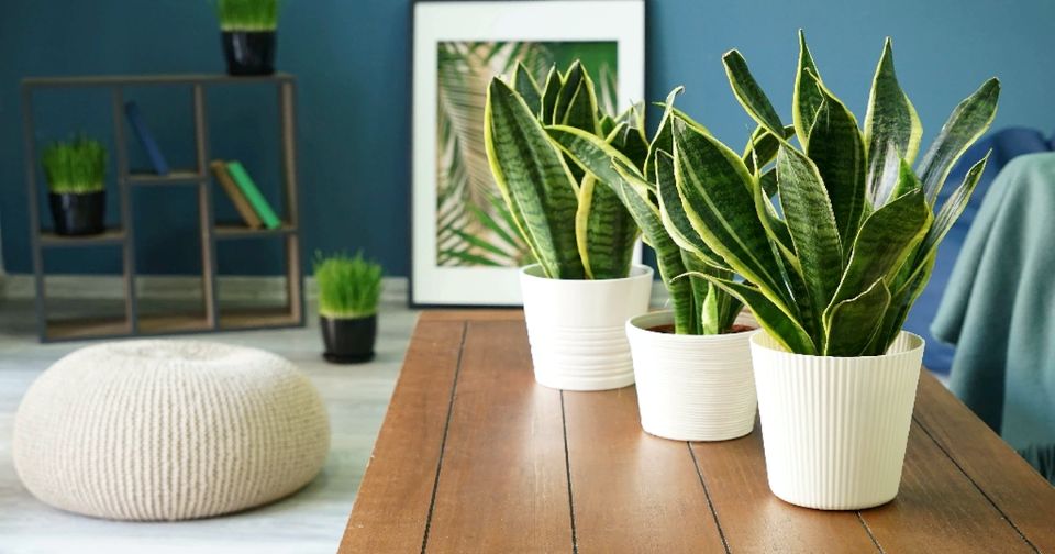 Top 8 loại cây cảnh hút bụi mịn cực tốt, nên trồng trong nhà