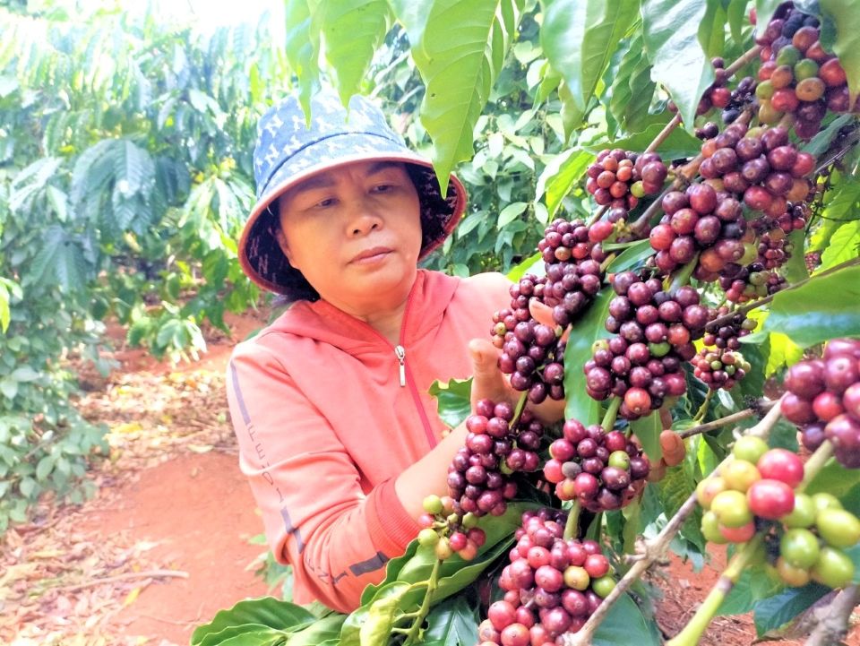 Giá nông sản ngày 17/12/2025: Cà phê tiếp tục giảm sâu, hồ tiêu tăng nhẹ trở lại