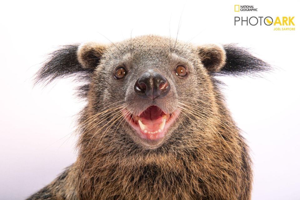 10 năm Vinpearl Safari Phú Quốc: Dấu ấn tiên phong của safari bán hoang dã đầu tiên tại Việt Nam