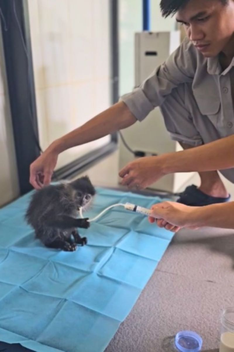 10 năm Vinpearl Safari Phú Quốc: Dấu ấn tiên phong của safari bán hoang dã đầu tiên tại Việt Nam