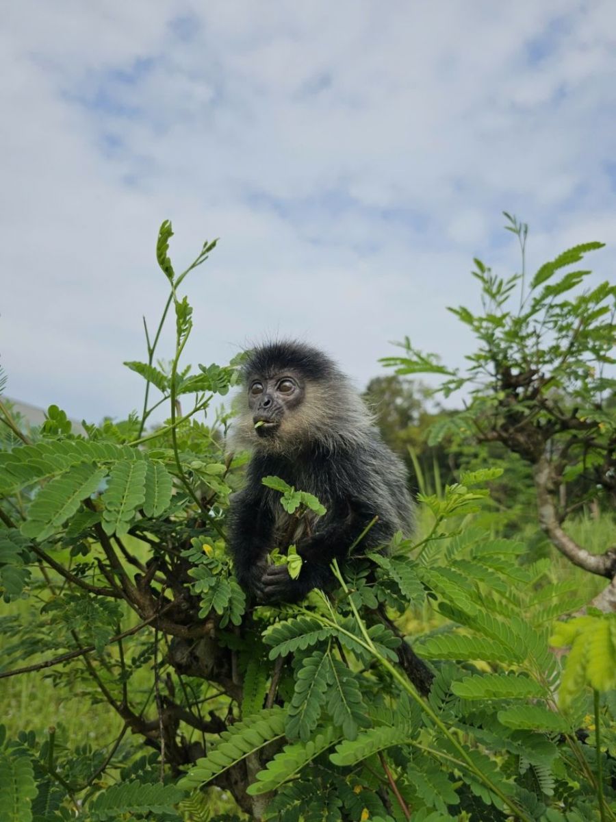 10 năm Vinpearl Safari Phú Quốc: Dấu ấn tiên phong của safari bán hoang dã đầu tiên tại Việt Nam
