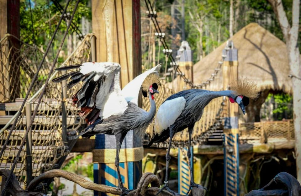 10 năm Vinpearl Safari Phú Quốc: Dấu ấn tiên phong của safari bán hoang dã đầu tiên tại Việt Nam