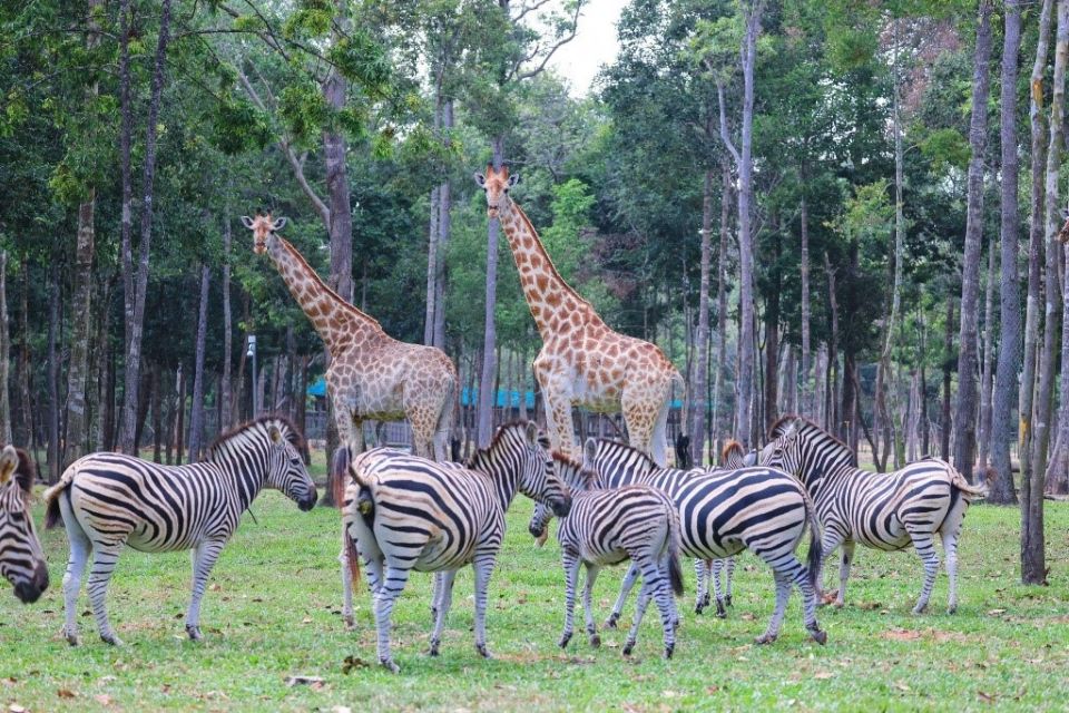 10 năm Vinpearl Safari Phú Quốc: Dấu ấn tiên phong của safari bán hoang dã đầu tiên tại Việt Nam