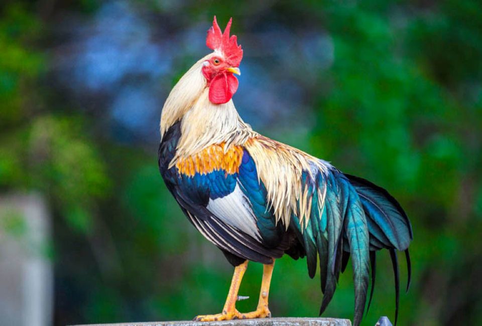 Con số may mắn tài lộc ngày 29/12/2025 của 12 con giáp